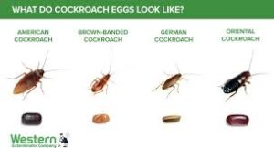 1. Signs of a Cockroach Nest