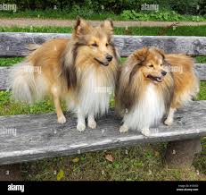 Shetland Sheepdogs Facts You May Not Know