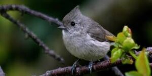 Etymology of Titmouse