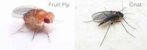 Fruit Flies vs. Gnats What’s the Difference