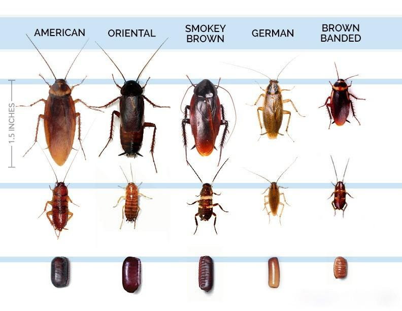 Identifying a Cockroach Nest Signs and Steps