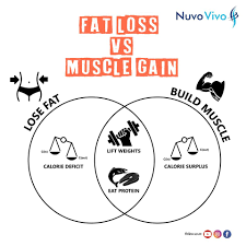 Muscle Building vs. Fat Loss