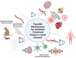 Understanding Lyme Disease and Its Potential Effects on Oral