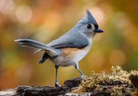 Why is it Called a Titmouse