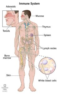 the immune system