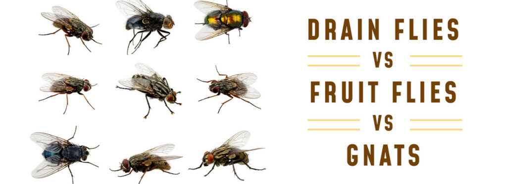 fruit flies vs gnats